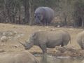 Rhino and Hippo