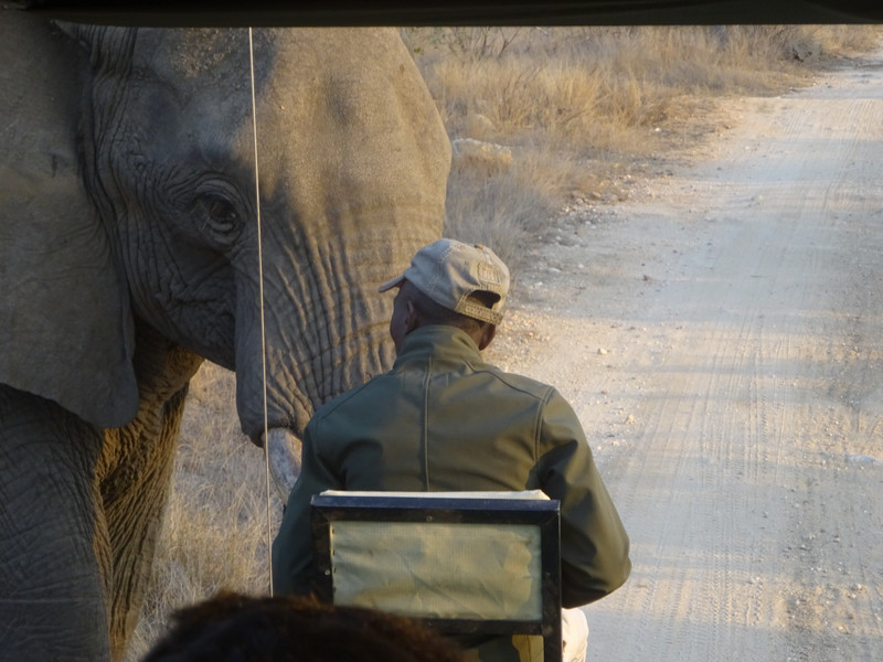 Close Elephant Encounter!