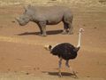 Rhino and Ostrich