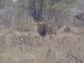 Lion Returning from Buffalo Chase