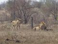Lion and Lioness with a Baby Buffalo