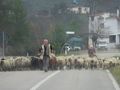 Local Sheep Herders