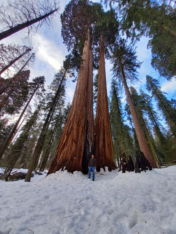 Me, Sequoia Tree
