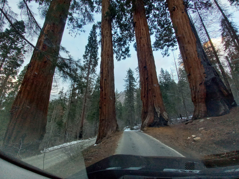 Literally Driving Through the Trees!