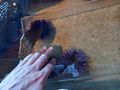 Touching a Sea Urchin