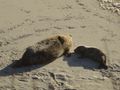 Harbour Seal Mum and Pup