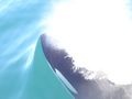 Killer Whale Diving Under Our Boat!