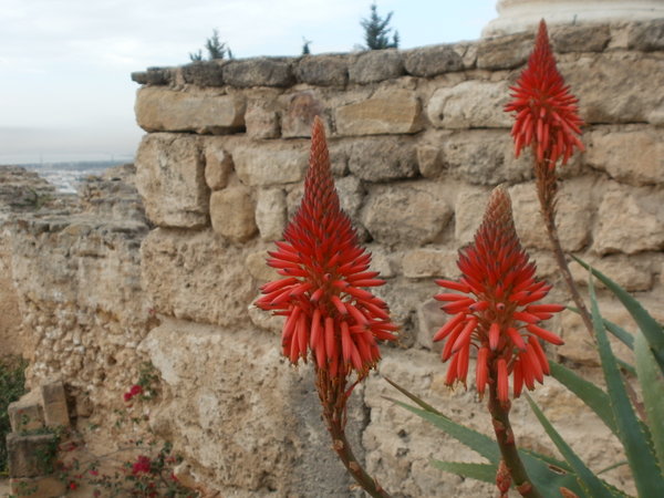 Carthaginian Flora