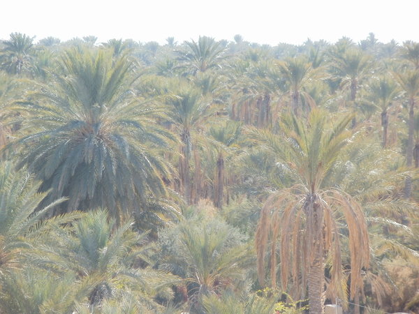 The Oasis of Tozeur