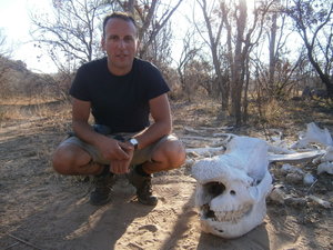 Rhino Skeleton