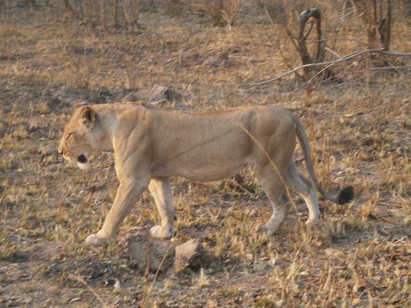 Lioness Returning from Hunt