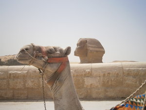Sphinx and Camel