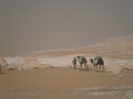 Bedouin and Camels