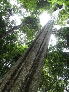 Ban Pako Forest