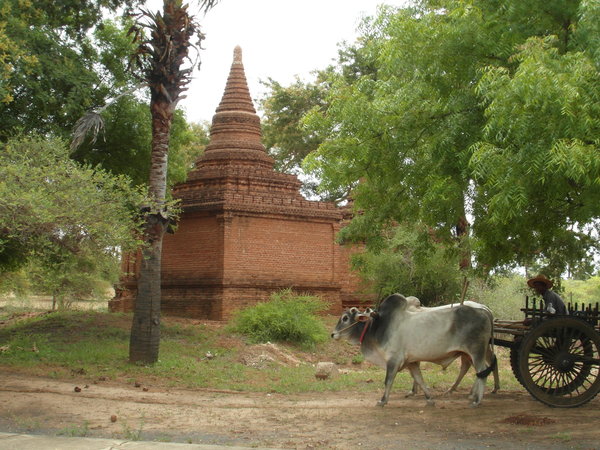 Ox and Cart