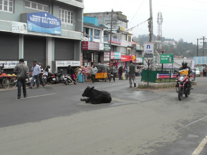 Ah, the Cow Chilling Out in the Street!!