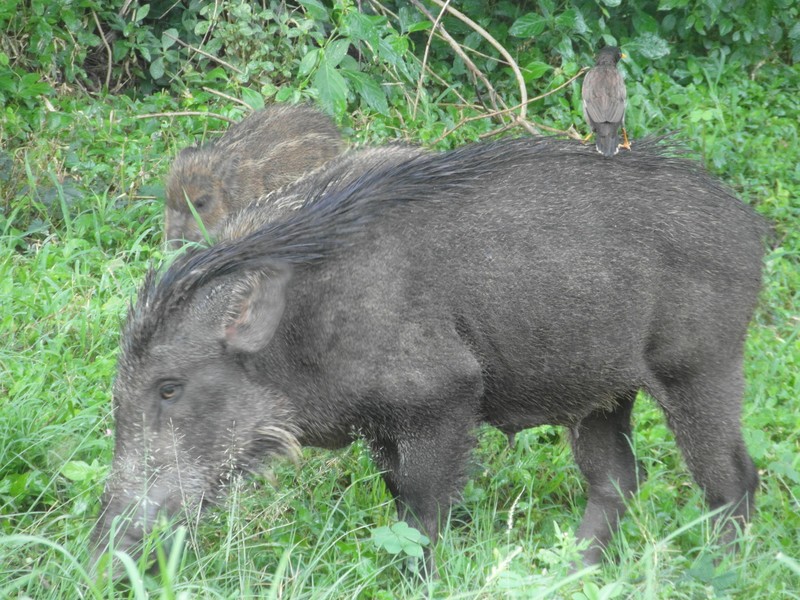Wild Boar with Ride in Tow...!