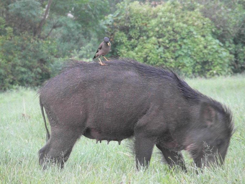 Wild Boar giving Piggy-Back