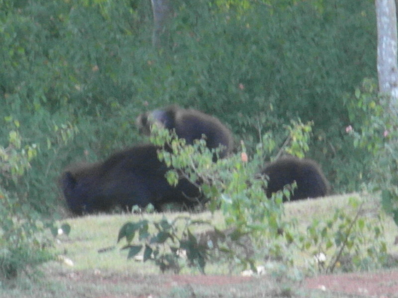 The Black Bear Family Close-Up