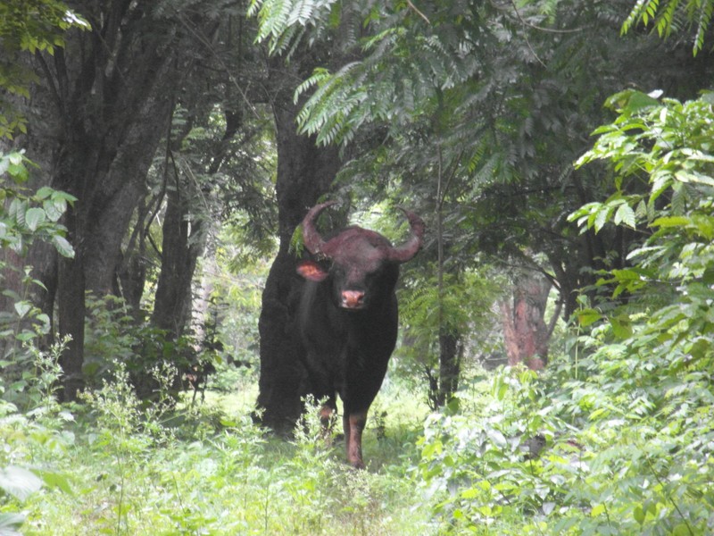 Gaur, or Indian Bison