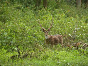 Chital (or Spotted) Deer