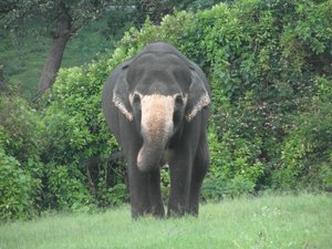 Domesticated Elephant