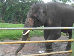 Domesticated Elephant