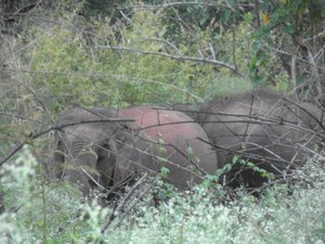 Indian Elephants in the Wild