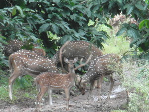 Chital (or Spotted Deer)