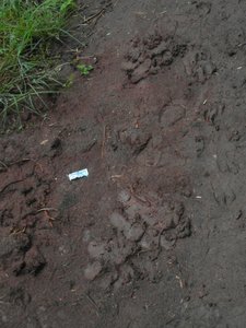 Tiger Footprints