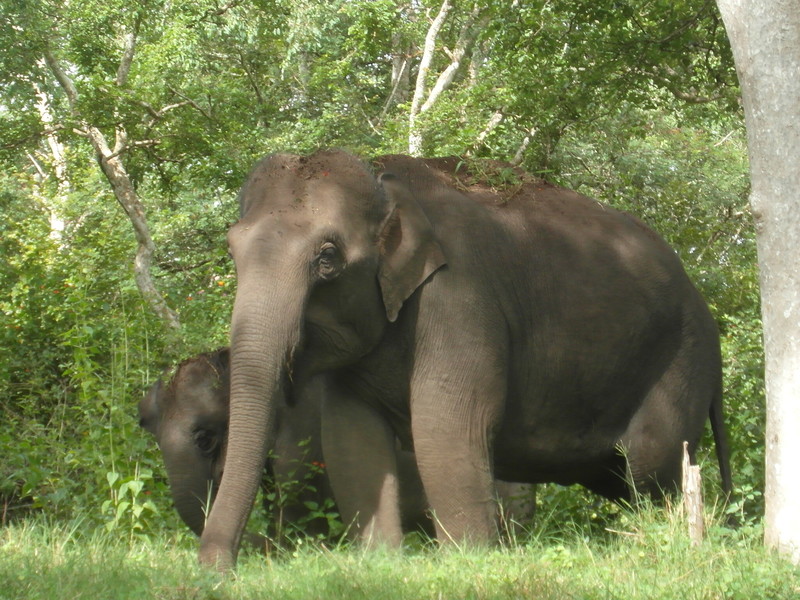 Wild Indian Elephant