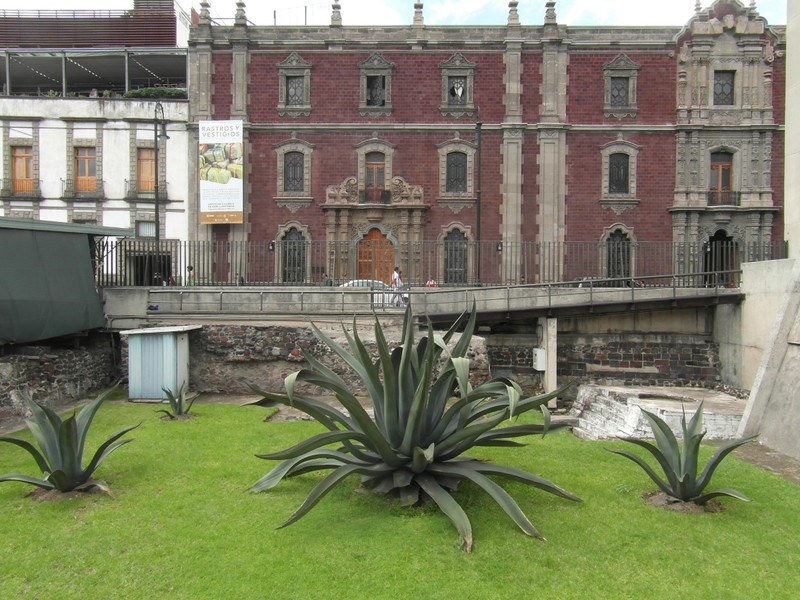 Cactus, Templo Mayor Aztec Ruins