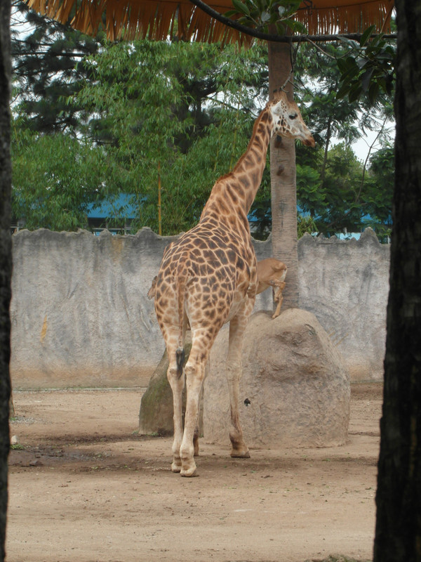 Guatemala Zoo