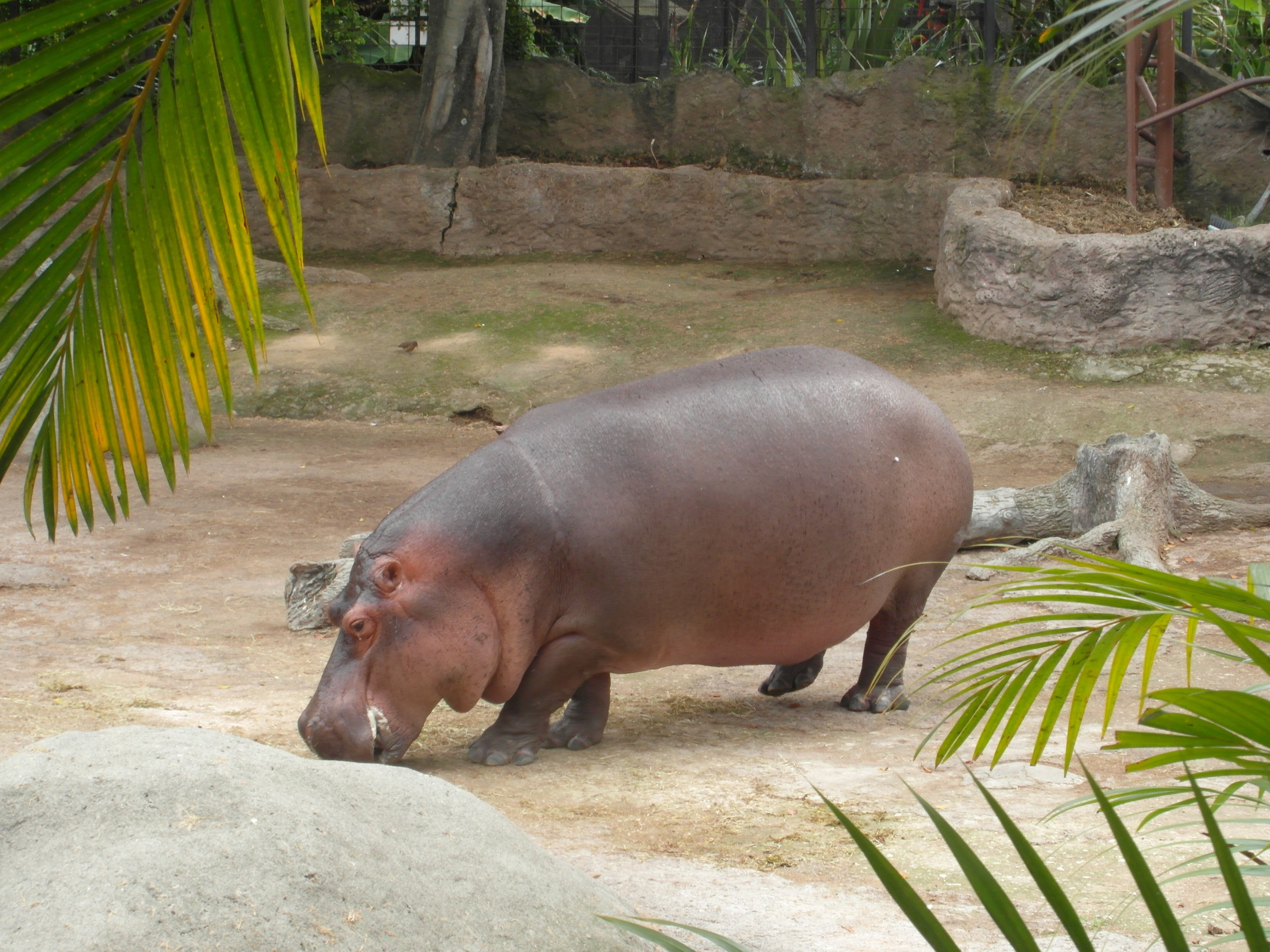 Guatemala Zoo | Photo