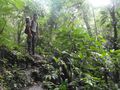 Jungle Hike
