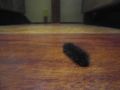 Furry Caterpillar in my Jungle Cabin