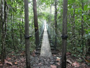 Jungle Canopy Bridge