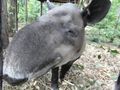Tapir Up-Close