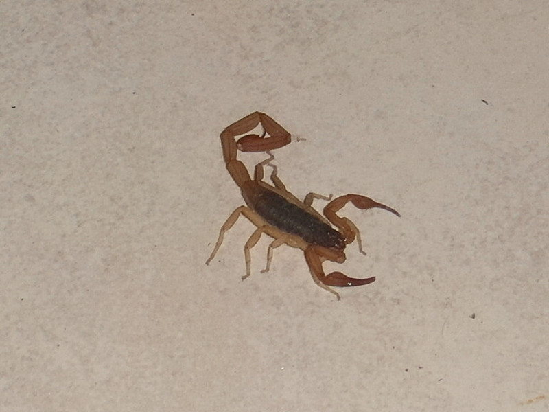 The Scorpion!