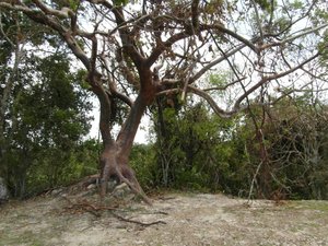 Tree Growing Atop the Jaguar Temple Pyramid