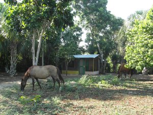 My Cabin and Resident Horses