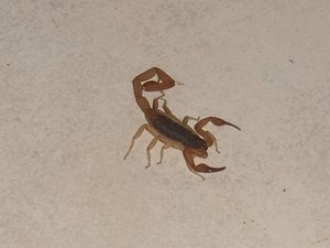 The Scorpion!