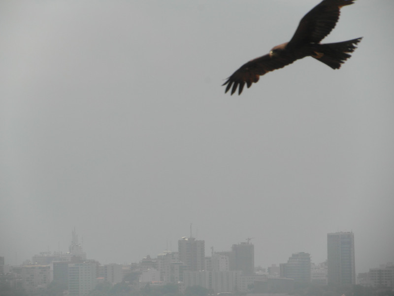 Eagle(?) over Dakar