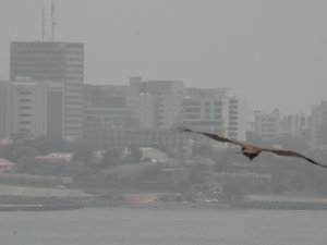 Eagle(?) over Dakar
