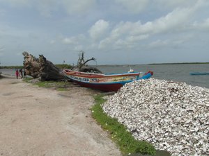 Boat, Oyster Shells and a still-living, but fallen, Baobab tree
