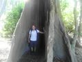 Me inside a Silk-Cotton Tree