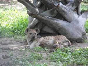 Spotted Hyena