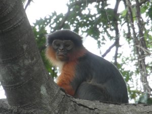 Red Colobus Monkey