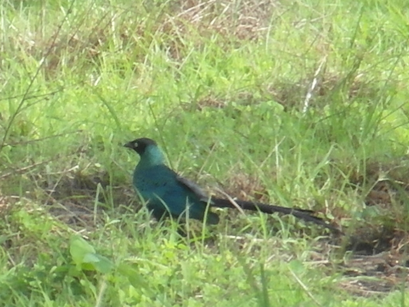 Long Tailed Glossy Starling