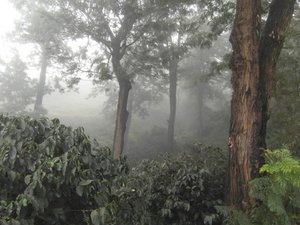 Cloud Forest and Coffee